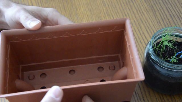 Ростки Бонсая через месяц смотреть онлайн