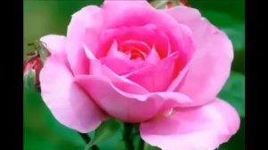 С Днём Рождения, Оксана!!!