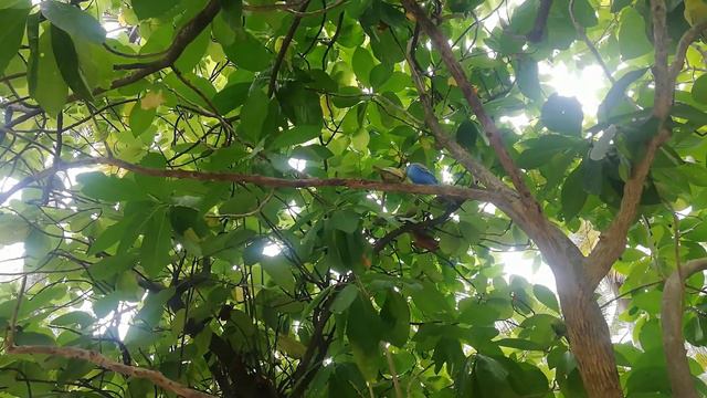 Thulhagiri Island Resort & SPA! Maldives! смотреть онлайн