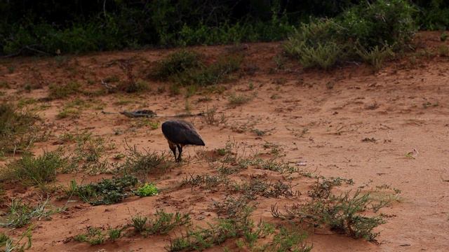 ️🎶📚Музыка расслабляет разум вместе со звуками природы, помогая сосредоточиться на учебе, работе смотреть онлайн