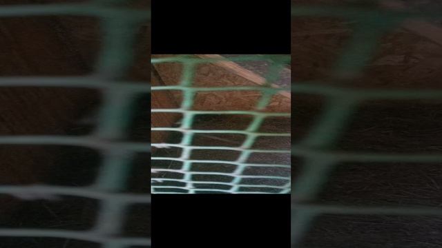 1000024294.mp4 #птицы #утки #zoo #животные смотреть онлайн