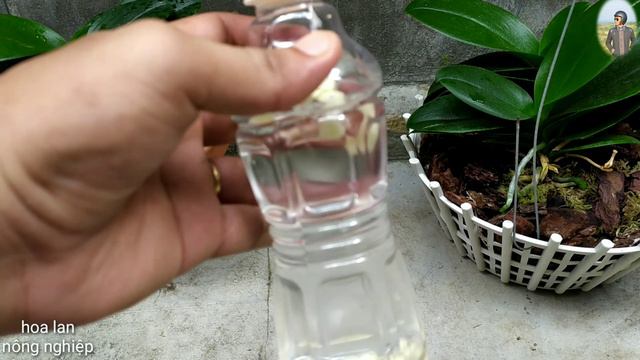 Chỉ Tưới Một Lần Mỗi Tháng Giúp Lan Hồ Điệp Rễ Xum Xuê Khoẻ Mạnh Xua Đuổi Côn Trùng Đơn Giản Nhờ Tỏ смотреть онлайн