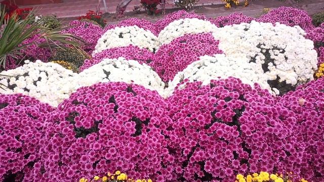 Хризантемы гуллар качон купайтирилади смотреть онлайн