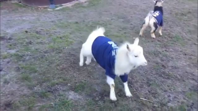 GO HAWKS! Check out Baxter Barns, SEA GOATS!!! смотреть онлайн