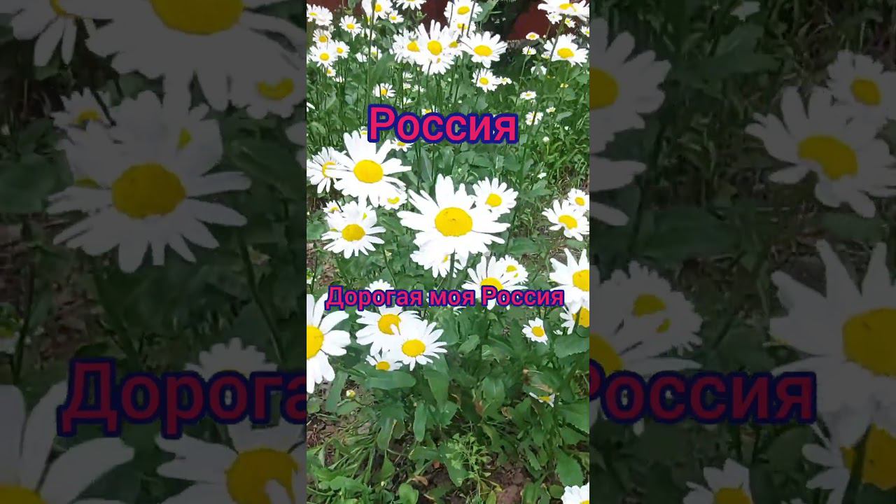 Доброе утро страна!!! смотреть онлайн