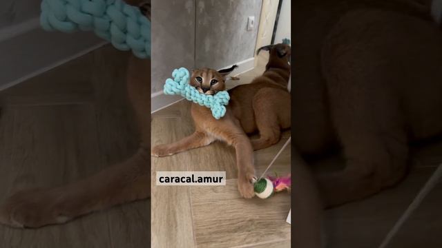 🐈 Все игрушки мои 🦴🧶 #amur #caracal #каракал #kitten #cat #кот #caracat #каракет #catsofinstagram смотреть онлайн