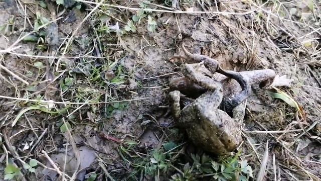 Прыгают на всех. Лягушки выползли, значит ... смотреть онлайн
