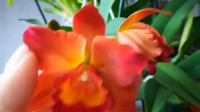 ПЕРВЫЙ ЦВЕТОЧЕК У MIKI FIRE BALL. ?❣️?#cattleya #orhids #orjidea #phalaenopsis #flores #каттлеи ❤️ смотреть онлайн