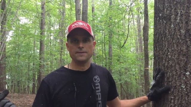 Improving Our Homestead Woodlands for Wildlife and Firewood смотреть онлайн