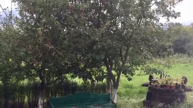 Мои цветы смотреть онлайн