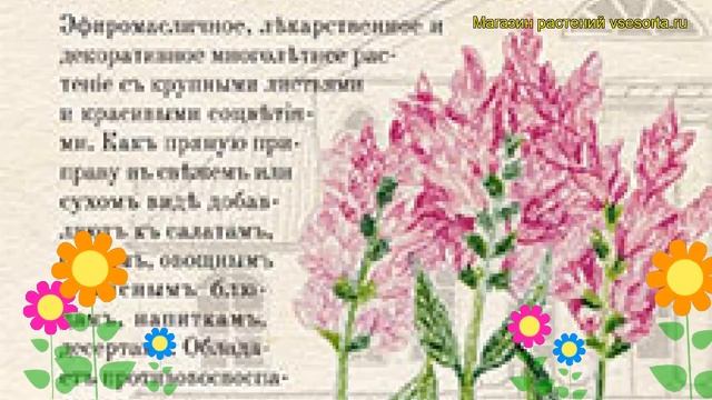 Шалфей мускатный Вознесенский 24. Краткий обзор, описание характеристик Salvia Officinalis