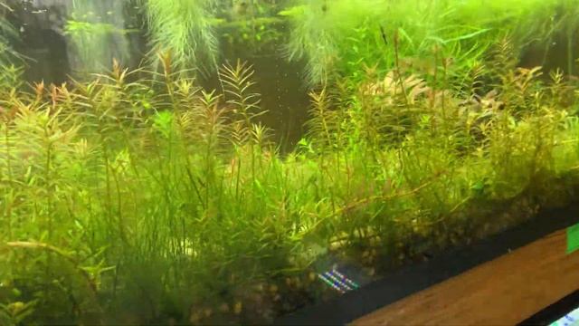 Совместимость петушков с другими рыбками кормление разведение все о петушках!