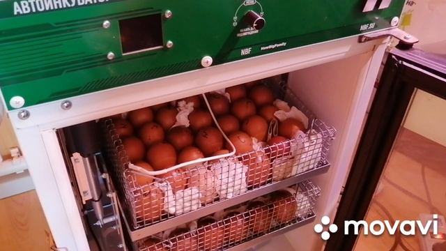 Инкубация Яиц По всем Правилам С Анастасией Липатовой Часть- 2 Закладка Яйца В Инкубатор // С.Х.У смотреть онлайн