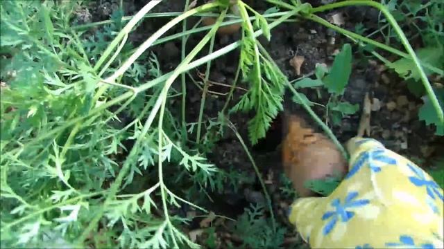 Сидераты, морковь и томаты 24 августа 2018 года. смотреть онлайн