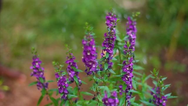 Green and red chilies,it can be made to taste delicious for children|village kitchen srilanka смотреть онлайн