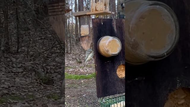 Ruby-crowned Kinglet eating modified peanut butter смотреть онлайн