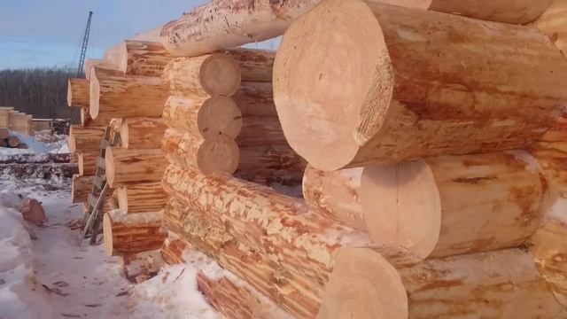 Сруб бани в диком стиле смотреть онлайн