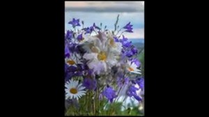 24 июня День ромашки  (ВИДЕО).