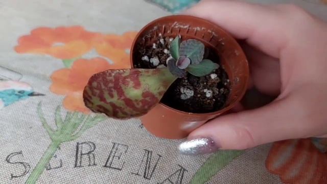 Каланхоэ "Куропатка"? - размножение ? , уход ?, цветение ?. смотреть онлайн