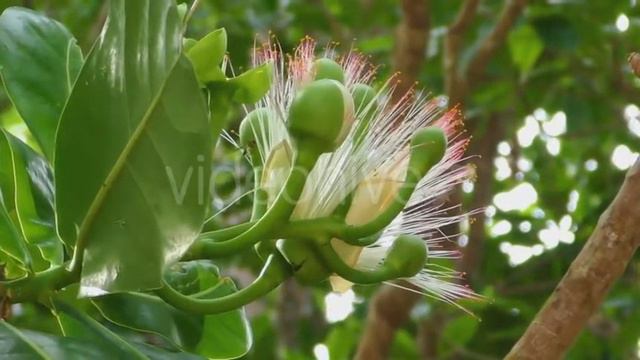 Flower Of Fish Poison Tree (Stock Footage) смотреть онлайн