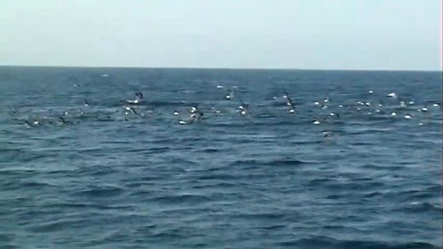 4 часть.Египет.Хургада.Прогулка на катере.Красное море.Дельфины. смотреть онлайн