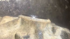 БМВ Х3 Е83 Замена редуктора 4.44 с Е46