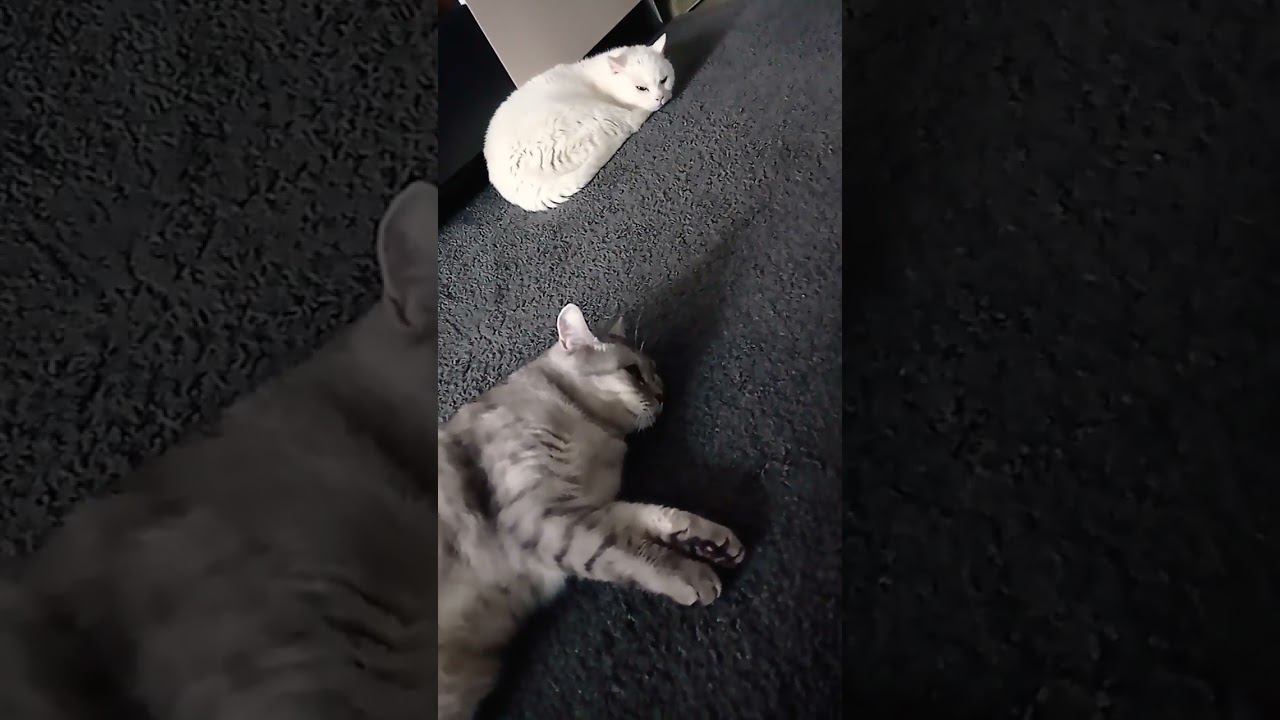 Не лайкай это видео! ⛔ #shorts смотреть онлайн