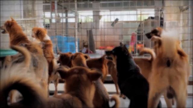 The Harmful Practices of the American Kennel Club | Corporate Casket смотреть онлайн