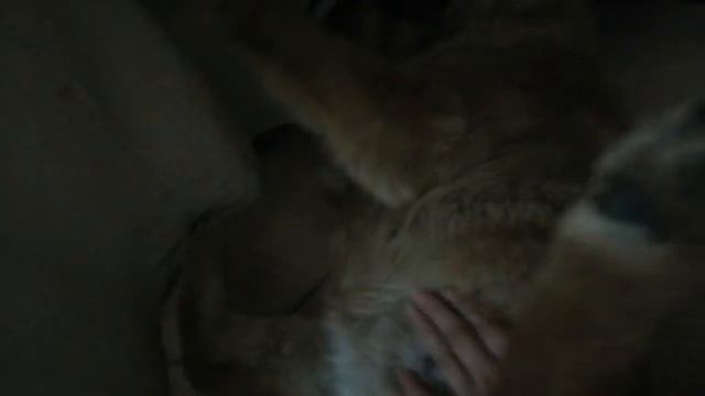 Разбудили собаку, которая храпит ночью. смотреть онлайн