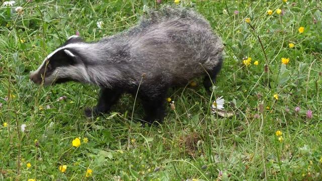Baby Animals 4K - Amazing World Of Young Animals | Scenic Relaxation Film