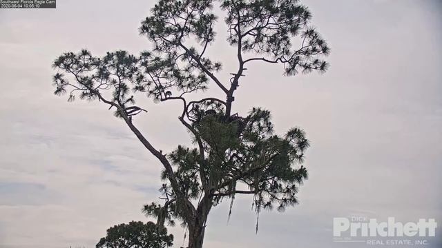 SWFL Eagles- June, 4 (h 7 - 14)- Follow Me To The Veranda, Little Bro! 2 Fish Deliveries & Close Up смотреть онлайн