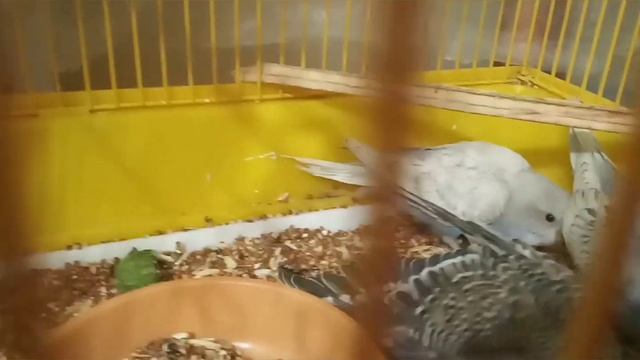 Чистота - залог здоровья вашего попугая. смотреть онлайн