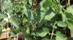 Что можно посадить рядом с помидорами в открытом грунте