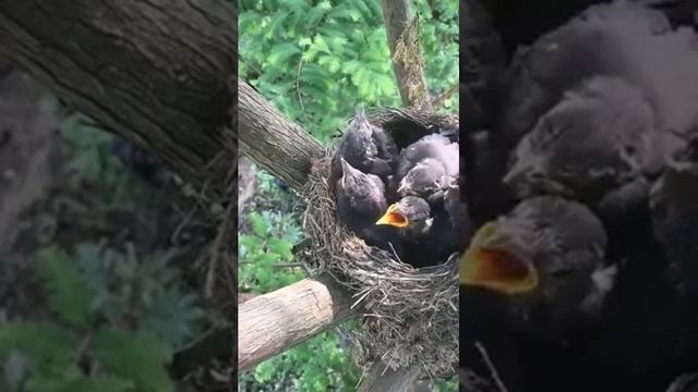 Mother Bird Feeding Worms to Cute Baby Birds hatching смотреть онлайн