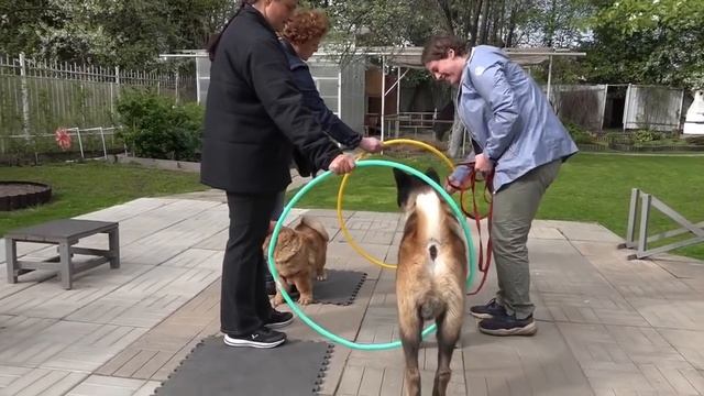 ДТ - 156. Вторая собака в семье - выстраивание отношений. акита и чау-чау. смотреть онлайн