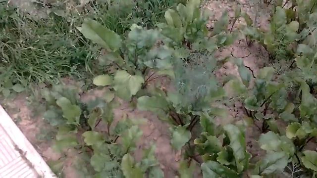 Я на даче моя дача город сходня город москва смотреть онлайн