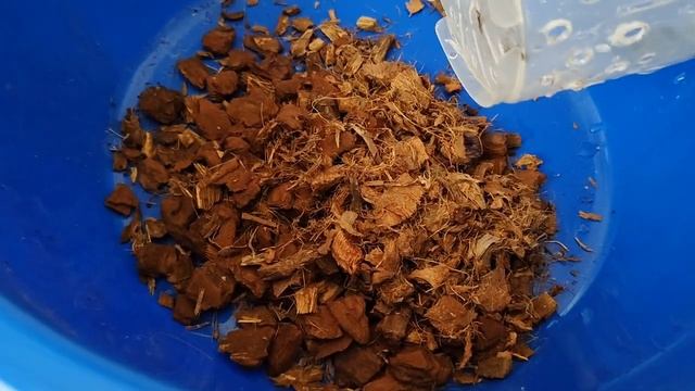 Омоложение старого фаленопсиса смотреть онлайн