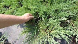 Можжевельник Андорра Компакт 2024 год (С3, 3х летка)