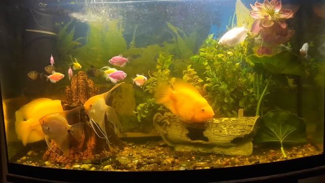 Про рыб-попугаев смотреть онлайн