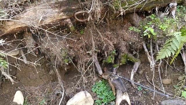 МОЩНЫЙ ХОТ- ДОГ на озере СКАЗКА с ЛЕБЕДЯМИ смотреть онлайн