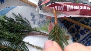 Лучший простой способ размножения хвойных растений методом черенкования.