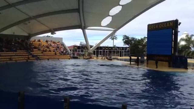Tenerife, Loro Park is the first in Europe / Тенерифе, Лоро парк - первый в Европе смотреть онлайн