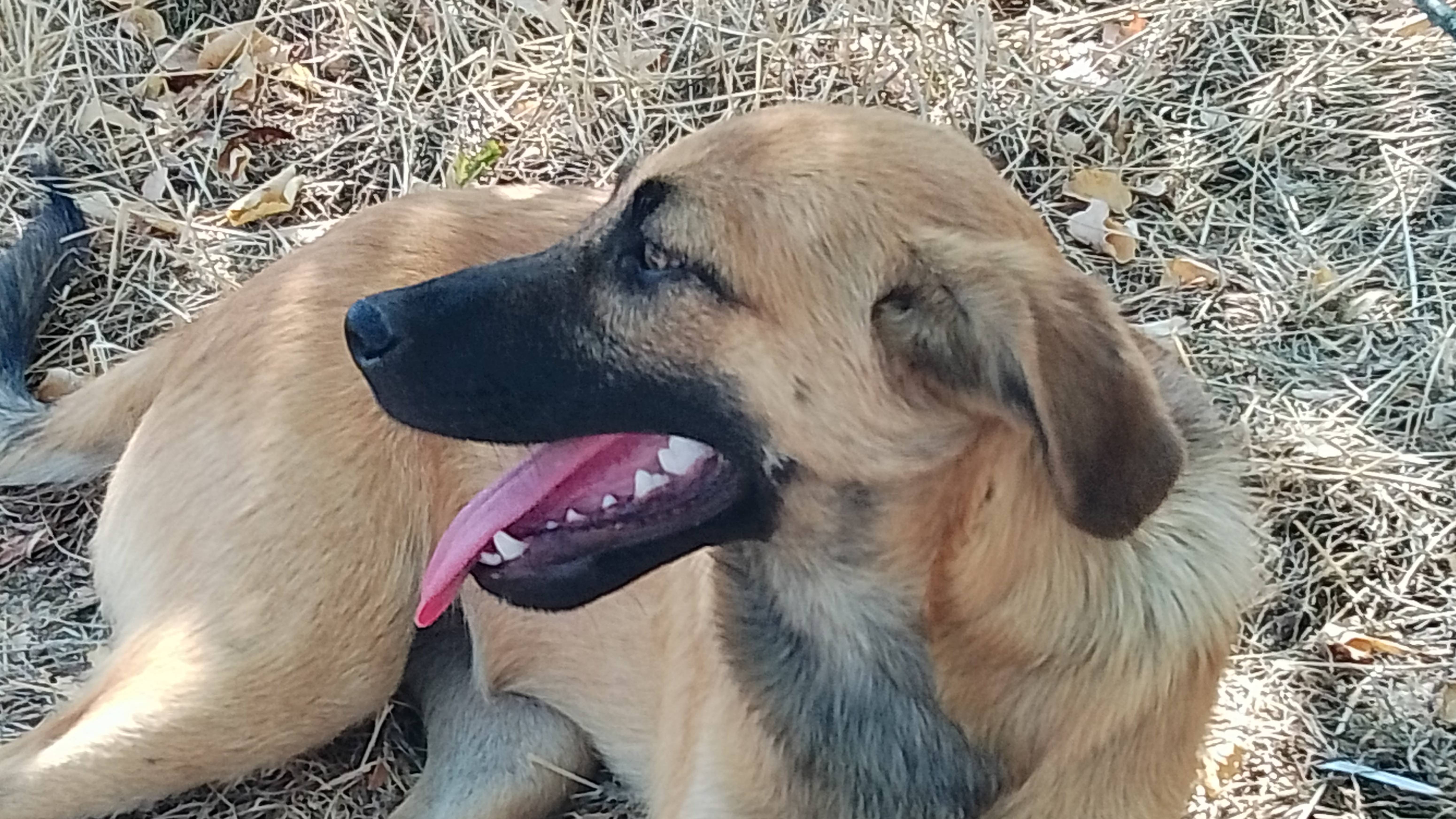 Щенок, вырастет некрупной собачкой