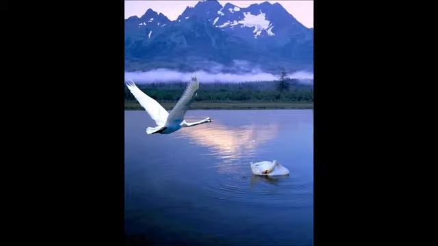 Не вернуть звуки скрипки с небес. смотреть онлайн