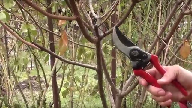 Как обрезать и формировать гортензию смотреть онлайн