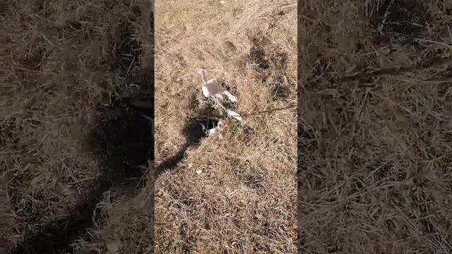 Маленький ёжик🤗 смотреть онлайн