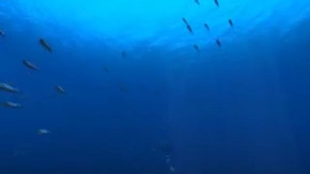 Sea Monsters: A Prehistoric Adventure teaser смотреть онлайн