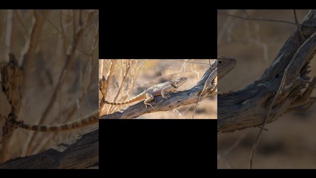 Агама Савиньи смотреть онлайн