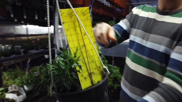 ИЗБАВИЛСЯ от Грибного Комарика НАВСЕГДА. 100% РЕЗУЛЬТАТ! смотреть онлайн