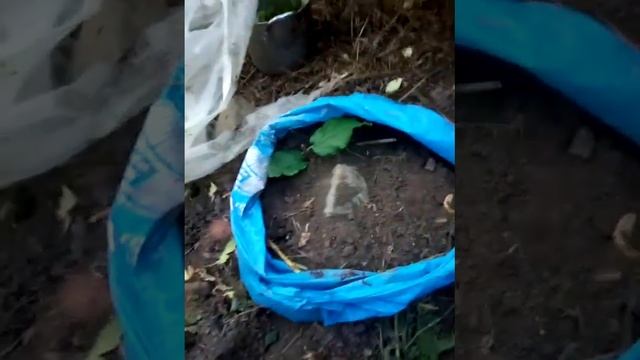 #лайфхак #размножение #деревьев абрикосы, айвы, бузины, груши, осины алычи черенками #село #деревня смотреть онлайн